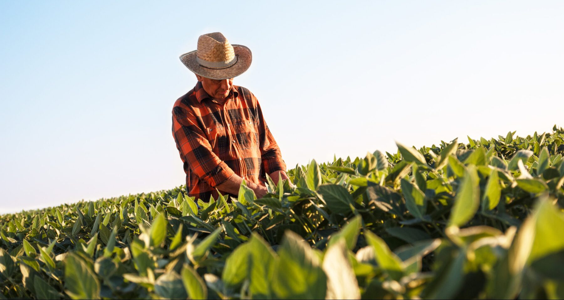 Agricultura rumo ao futuro: de olho no mercado de carbono, Bayer estimula práticas sustentáveis em produtores de 16 estados