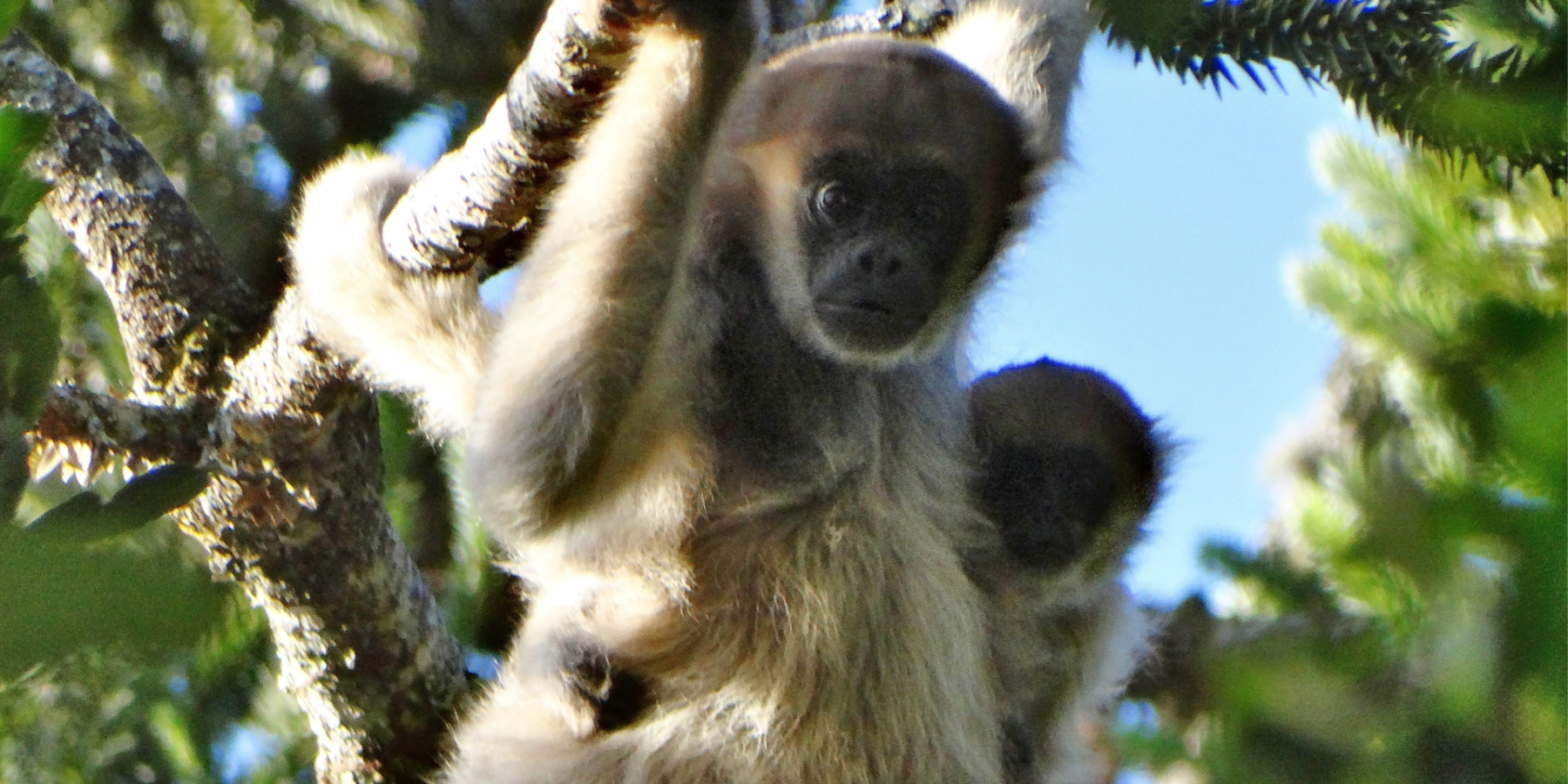 Muriqui-do-Sul foi avistado e fotografado na região de Monte Verde (MG)