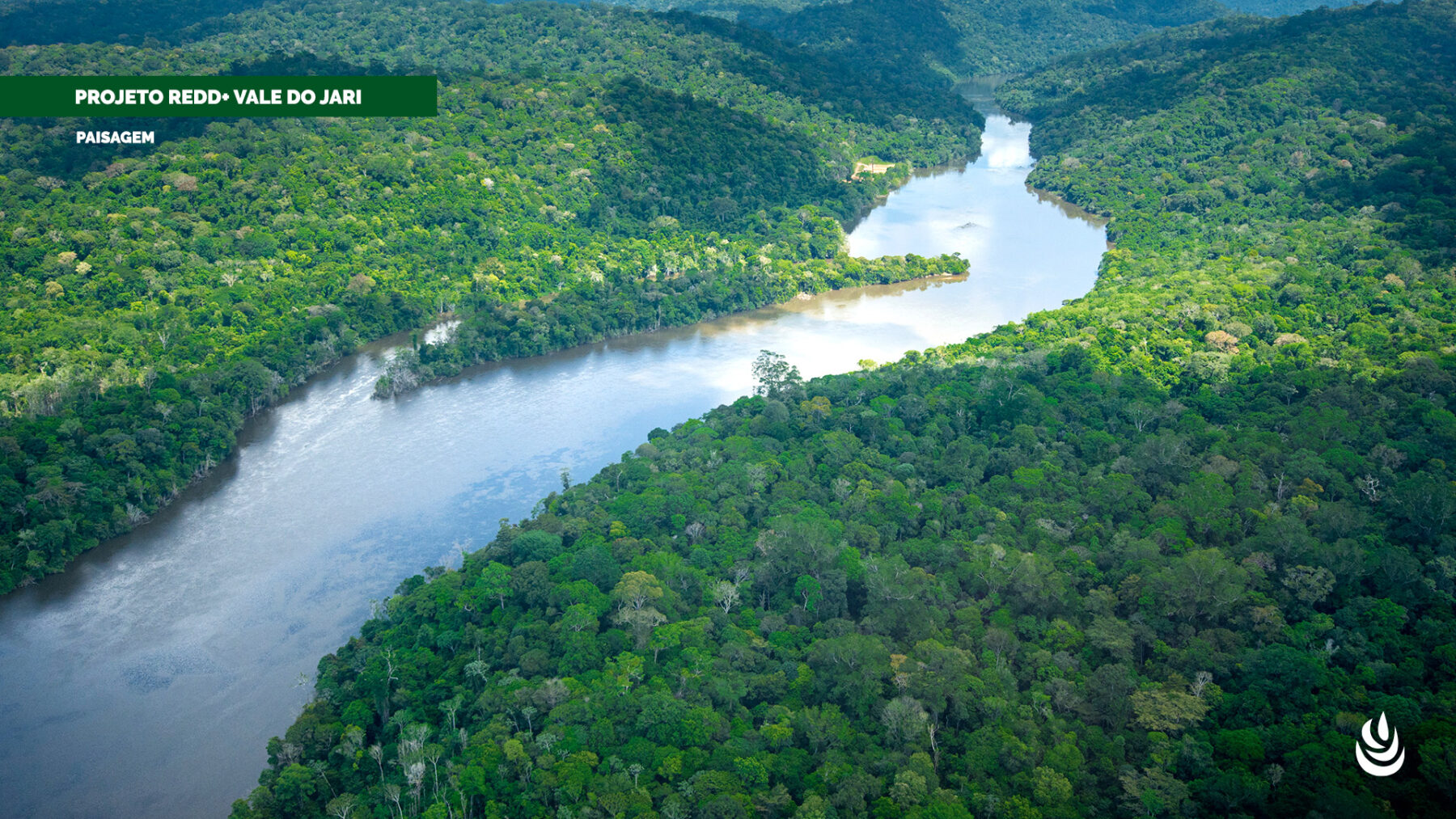 Cada árvore importa: como a CTG Brasil ajuda a combater as mudanças climáticas mantendo a Floresta Amazônica em pé