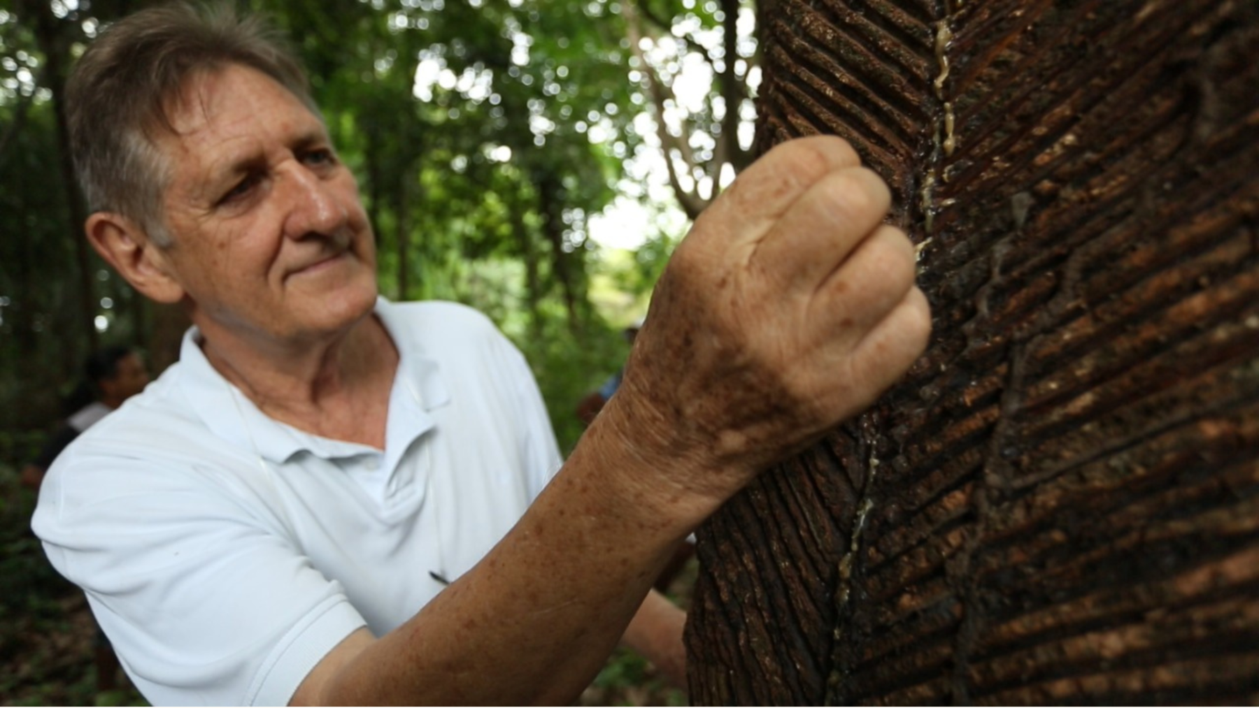 Empresa capacita povos indígenas para gerar renda com produto inovador: a borracha biodegradável da Amazônia