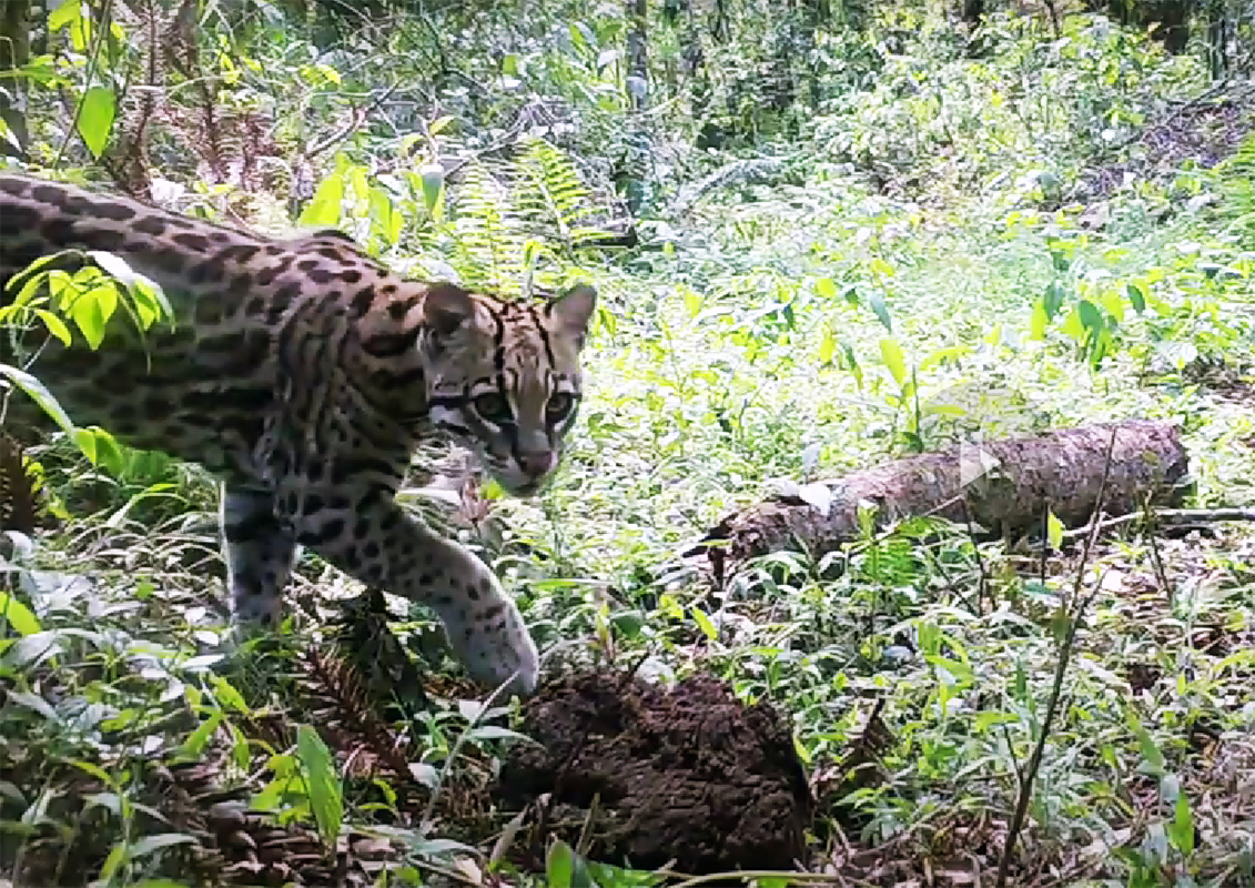 Preservando recursos hídricos, CTG Brasil impulsiona biodiversidade e uso adequado de água e solo, um benefício às comunidades