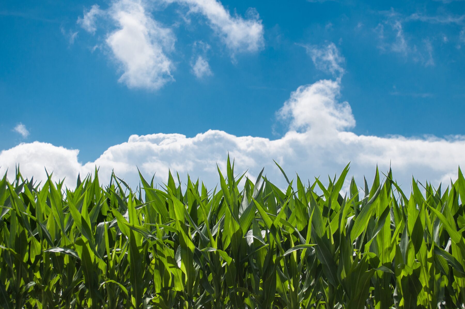 Compra sustentável, avaliação de risco e agricultura regenerativa: saiba como a Ingredion atua por um futuro melhor