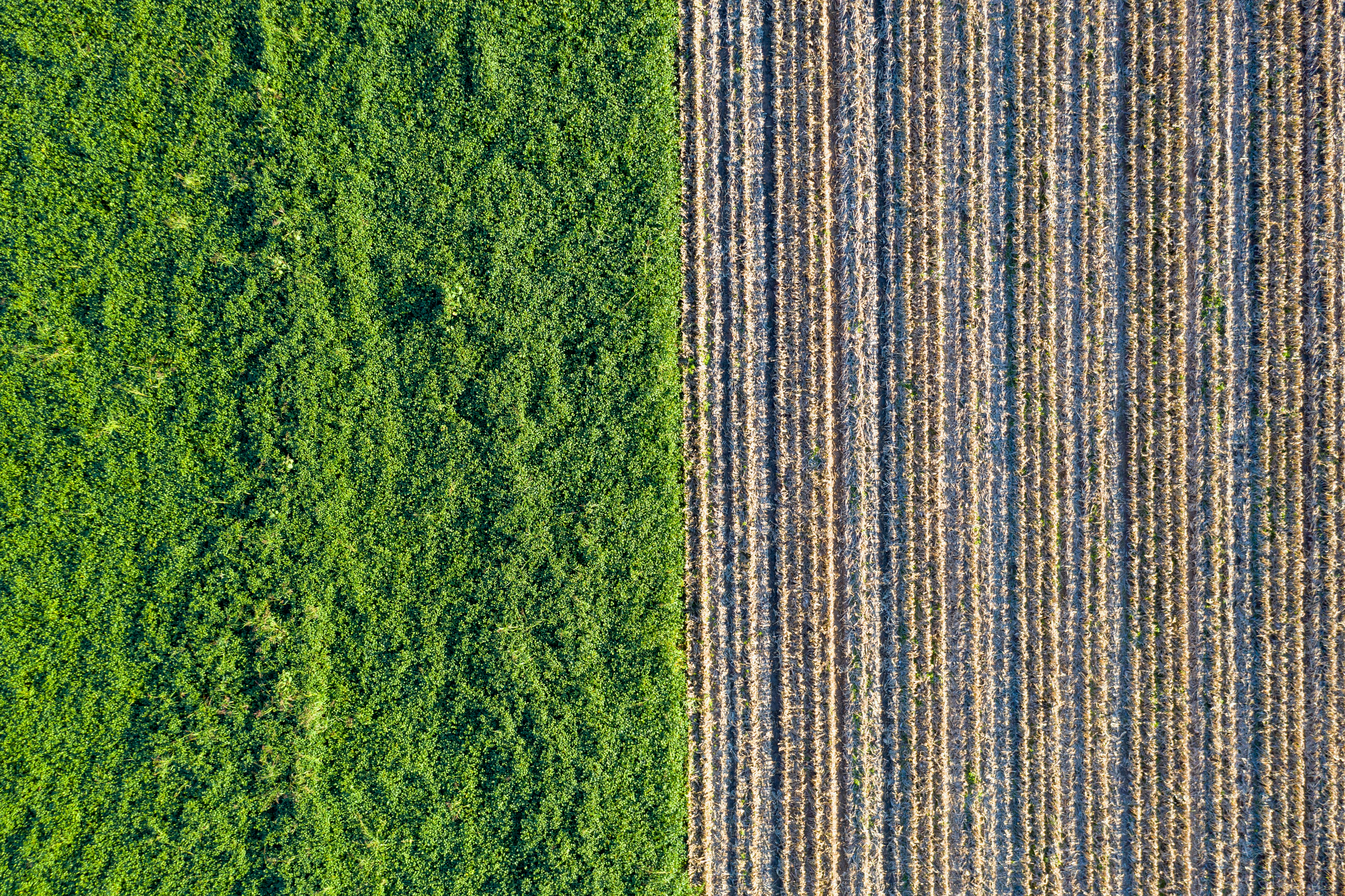 Brasil pode liderar a produção mundial de biomassa para gerar biocombustíveis, aponta estudo da McKinsey